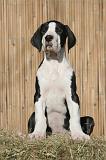 DOGUE ALLEMAND 636